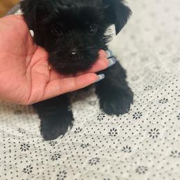 Bentley - Black and tan male Yorkshire Terrier puppy in Aurora, Illinois from YorkieLux