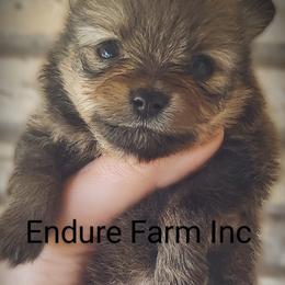 Labrador Retriever and Pomeranian Puppies from Endure Farm Inc