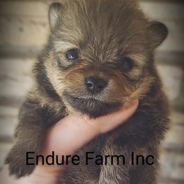 Labrador Retriever and Pomeranian Puppies from Endure Farm Inc