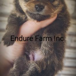 Labrador Retriever and Pomeranian Puppies from Endure Farm Inc