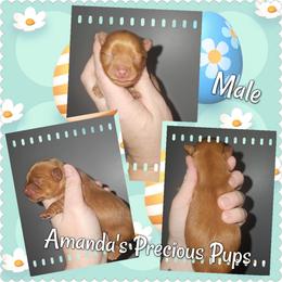 Jack - Tan male Yorkshire Terrier puppy in Wartburg, Tennessee from Amanda's Precious Pups