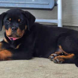 Girl 1 (Pink) - Black and tan female Rottweiler puppy in San Antonio, Texas from HAUS OF RZA