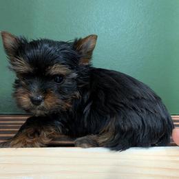 T.C. (Too Cute) - Black and gold male Yorkshire Terrier puppy in Gatesville, Texas from KontryKritterz Yorkies