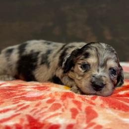 Dory - Dapple female Dachshund puppy in Dothan, Alabama from Little House Pups