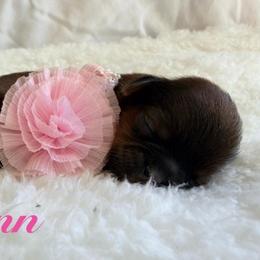 Quinn - Red female Shih Tzu puppy in Hemet, California from Aloha Shih Tzu