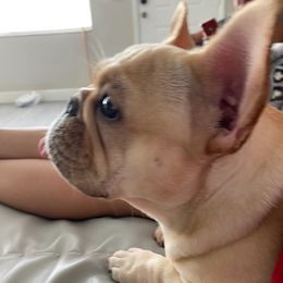 French Bulldogs from Carolina Velez's French Bulldogs