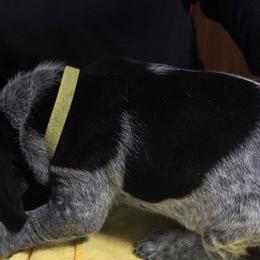 German Shorthaired Pointers from Michael Stump