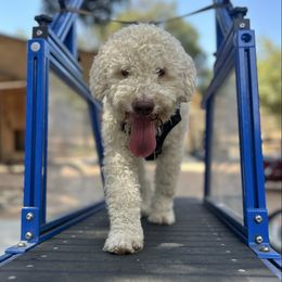 Rocco - Off-white male Lagotto Romagnolo puppy in Silverton, Oregon from Briarwood Lagotto Romagnolos