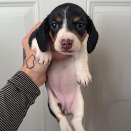Girl 2 - Piebald female Dachshund puppy in Madison, Wisconsin from SK Miniature   Dachshunds