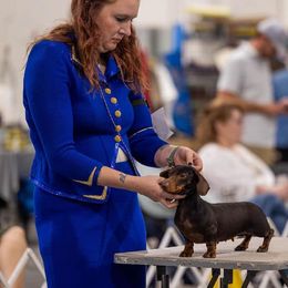 Dachshunds and Giant Schnauzers from Above Par Kennels