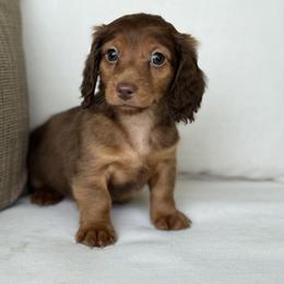 Bourbon - Red male Dachshund puppy in Bentonville, Arkansas from Boujee Buns Dachshunds
