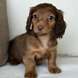 Bourbon - Red male Dachshund puppy in Bentonville, Arkansas from Boujee Buns Dachshunds