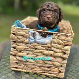 Prelude - Chocolate male Goldendoodle puppy in Sanderson, Florida from Serenity Goldendoodles