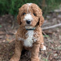 Blue - Red  male Goldendoodle puppy in Midland, North Carolina from Alger Farm, LLC