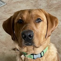 Labrador Retrievers from Journey Red Fox Labs