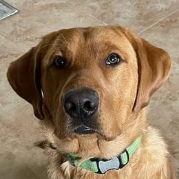 Labrador Retrievers from Journey Red Fox Labs