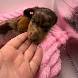 Roxie - Dapple female Dachshund puppy in Mountain Home, Arkansas from Furry Friends Kennel