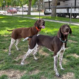 German Shorthaired Pointer puppies from Juniper Ridge Pointers
