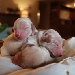 Boy 2 - Cream male Dachshund puppy in Walla Walla Valley, Oregon from English Cream Dachshunds