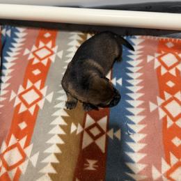 German Shepherd Puppies from Smithcoshepherds