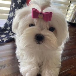 Mal-Shis and Maltese from Maltese Madness by Shannon Smith