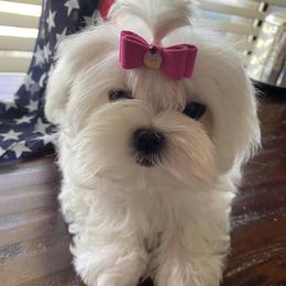 Mal-Shis and Maltese from Maltese Madness by Shannon Smith