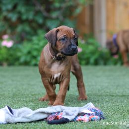 Malone - Rd whtn blk nose male Rhodesian Ridgeback puppy in Round Rock, Texas from Lone Star Ridgebacks