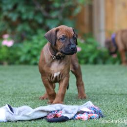 Malone - Rd whtn blk nose male Rhodesian Ridgeback puppy in Round Rock, Texas from Lone Star Ridgebacks