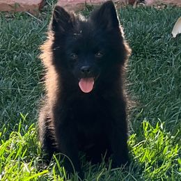 Berlin - Black male Pomeranian puppy in Los Angeles, Santa Clarita, California from LT_Poms