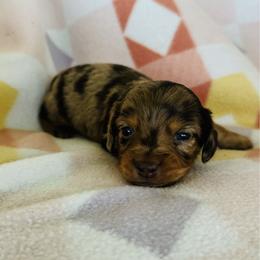 Boy 3 - Dapple male Dachshund puppy in Oklahoma from DRB Dachshunds