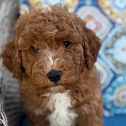 Logan - Red  male Goldendoodle puppy in Loveland, Colorado from Littledoodles2love