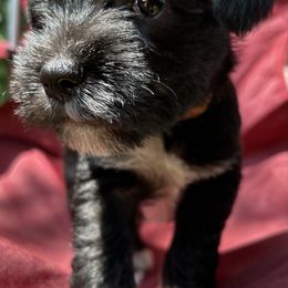 Junie - Black and silver male Miniature Schnauzer puppy in Frankford, Delaware from Miniature Schnauzers of Delmarva