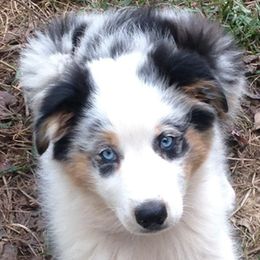 Australian Shepherd Puppies from Wagon Wheel Aussies