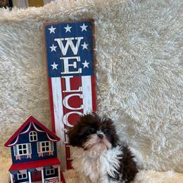 Sailor - Chocolate male Shih Tzu puppy in Success, Missouri from Sweet Success