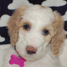 Dark Pink Collar Girl (Fiona) - Poodle puppy in Sugar Hill, Georgia from Secret Cove Standard Parti Poodles