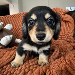 Poppy - Black and tan female Dachshund puppy in Clewiston, Florida from Redlands Farm