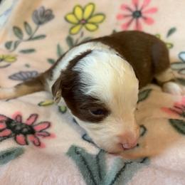 Brownie - Red tri male Miniature Australian Shepherd puppy in Ringgold, Louisiana from Barrett's Buddies