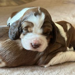 4 - Liver white and tan female English Springer Spaniel puppy in Cheyenne, Wyoming from Rocky Mountain Springer Spaniels