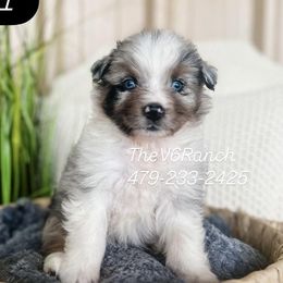 Aussiedoodles, Australian Shepherds, Goldendoodles, and Sheepadoodles from V6 Ranch Dogs