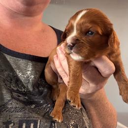 Gordie - Ruby male Cavalier King Charles Spaniel puppy in Lambertville, Michigan from Dream Dog LLC