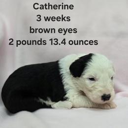 Catherine - Gray and white female Old English Sheepdog puppy in Sutherlin, Oregon from Sapphire Eyes Sheepdogs