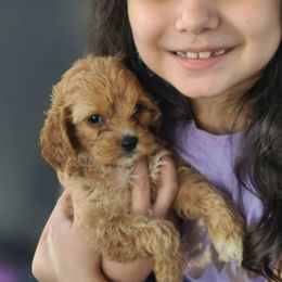 Cockapoo and Goldendoodle Puppies from Jolidoodles