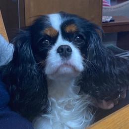 Cavalier King Charles Spaniels from Walnut Creek Cavaliers