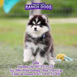 Felix - Black and white male Pomsky puppy in Humeston, Iowa from M.A.R. Dogs