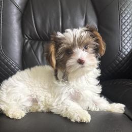 Zulla AKC - Chocolate, tan and white female Yorkshire Terrier puppy in Labelle, Florida from Chocolate and Parti Yorkies in Florida