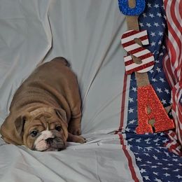 "Carnage x Paczki Summer 2023 litter" Bulldog Puppies from Illinois Bullies Kennel