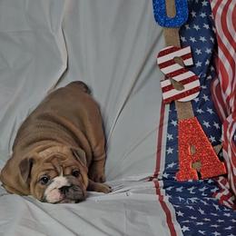 "Carnage x Paczki Summer 2023 litter" Bulldog Puppies from Illinois Bullies Kennel