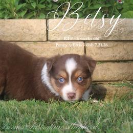 Betsy - Red tri female Miniature Australian Shepherd puppy in Grandfield, Oklahoma from Hunt Farms Australian Shepherds