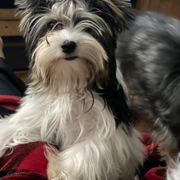 Biewer Terrier and Yorkshire Terrier Puppies from York Town California