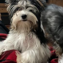 Biewer Terrier and Yorkshire Terrier Puppies from York Town California